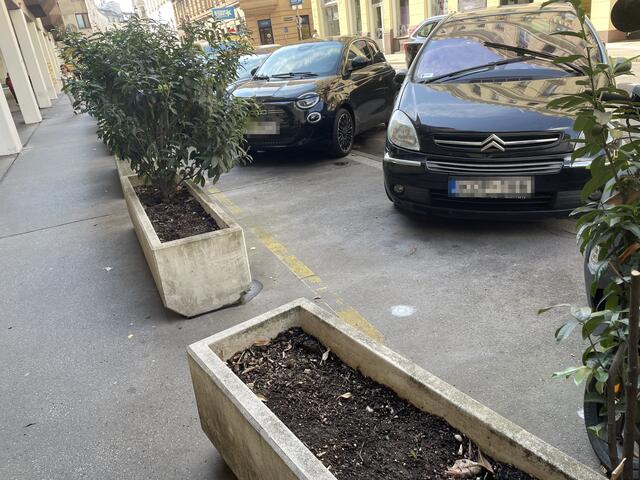 Nach der Anfrage von MeinBezirk.at wurden die sterbenden Sträucher entfernt. Die Neupflanzungen stehen noch aus.  | Foto: Salme Taha Ali Mohamed