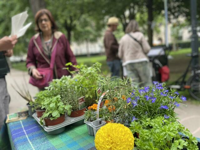 Am Mittwoch, 26. Juni, findet in der Wipplingerstraße eine Begrünungsmesse im Innenhof statt. | Foto: Agenda Innere Stadt