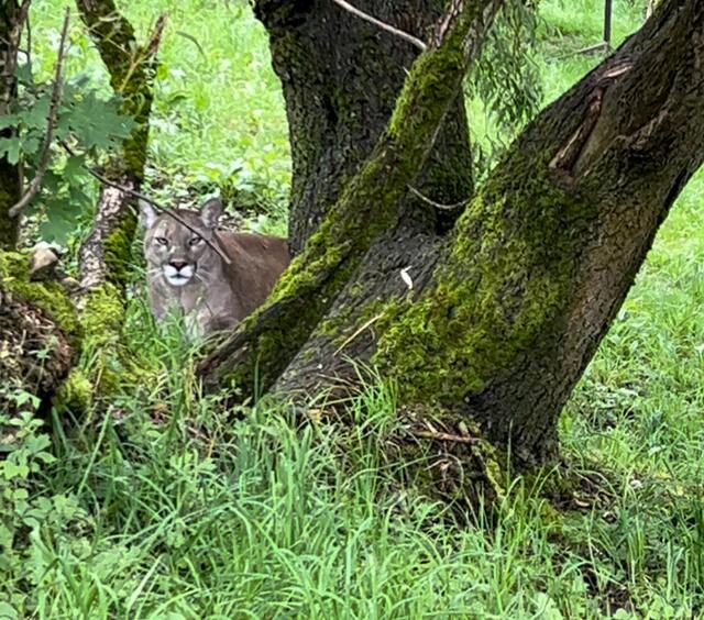 Ganeisha ist fünf Jahre alt. Der Puma kam aus dem Zoo Tabor in Tschechien nach Altenfelden.  | Foto: Tierpark Altenfelden