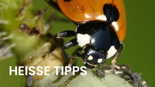 Trotz unserer grünen Oase sind auch die Blattläuse nicht weit. Die kleinen Pflanzensauger lieben junge Blätter und Triebe, und unser ökologisches "Rat auf Draht"-Telefon läuft heiß mit Fragen rund um die Bekämpfung dieser Mini-Vampire.
 | Foto: Adobe Stock