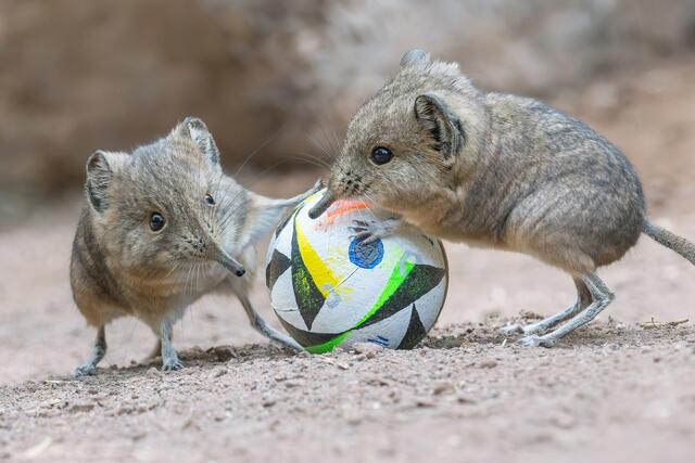 Am 14. Juni startet die Europameisterschaft 2024. Das Fußballfieber hat dabei nicht nur die Menschen gepackt, sondern auch die tierischen Bewohner des Tiergartens Schönbrunn. | Foto: Daniel Zupanc