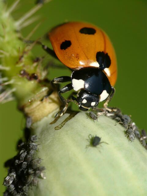 Marienkäfer helfen im Garten mit, indem sie Blattläuse vertilgen. | Foto: Adobe Stock