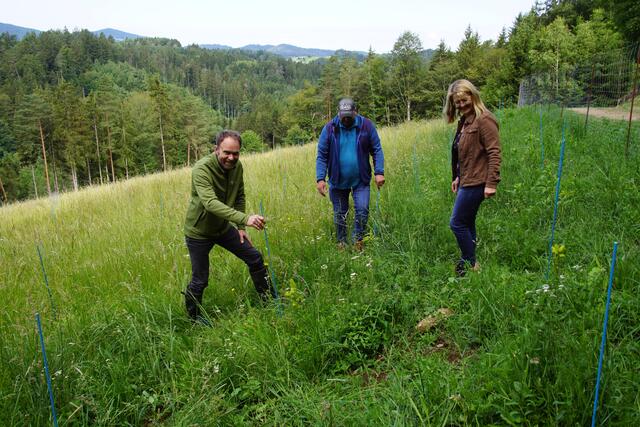 Bezirksförster Sebastian Köppl (l) und die Waldbesitzer Herbert und Maria  begutachten die Pflanzen auf der Versuchsfläche in Lämmerstorf in der Gemeinde Sarleinsbach.  | Foto: Helmut Eder