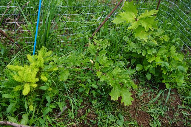Im neuen Waldlabor werden Baumarten wie die Atlaszeder,die Korsische Schwarzkiefer und andere Kieferarten auf ihre klimatauglichkiet erprobt.  | Foto: Helmut Eder