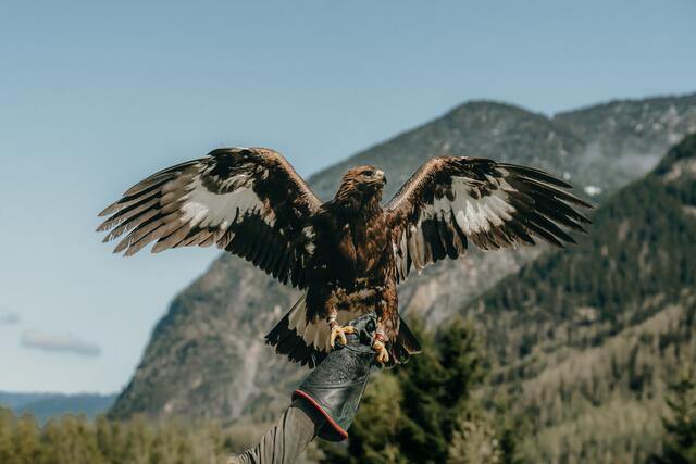 Alpenzoo, Raritätenzoo, Wild- oder Greifvogelparks, in Tirol gibt es allerlei Möglichkeiten, Tiere von Nahem zu sehen. Wo, das erfahrt ihr hier. | Foto: RMA Tirol
