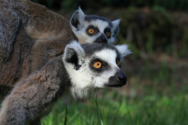 Bei den ursprünglich aus Madagaskar stammenden Lemuren durfte sich der Zoo Linz gleich über doppelten Nachwuchs freuen. | Foto: Zoo Linz