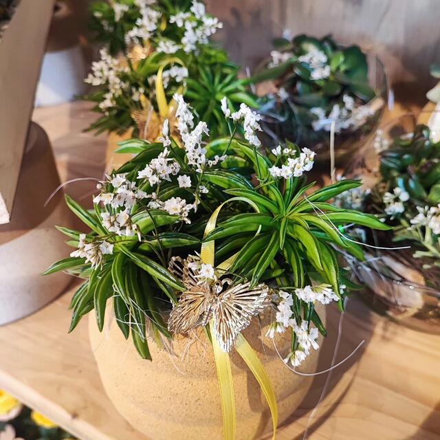 Foto: Aistrose Floristik