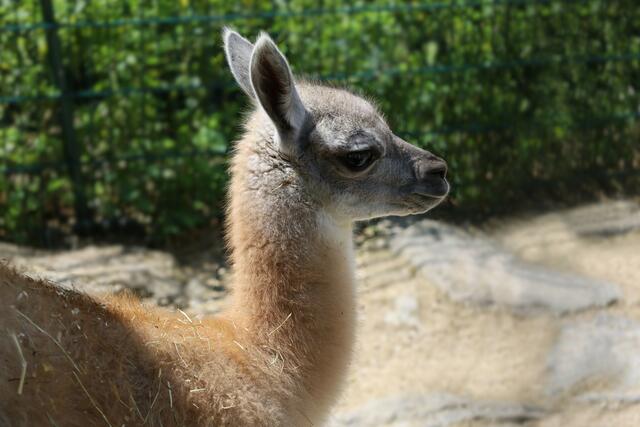 Der kleine Guanako-Hengst Maggi, der am 15. Mai zur Welt kam, erkundet bereits neugierig seine Umgebung im Zoo Linz. | Foto: Zoo Linz