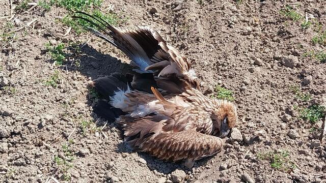 Dieser Kaiseradler wurde Opfer eines Tierquälers und erlag der Vergiftung mit Carbofuran. | Foto: BirdLife