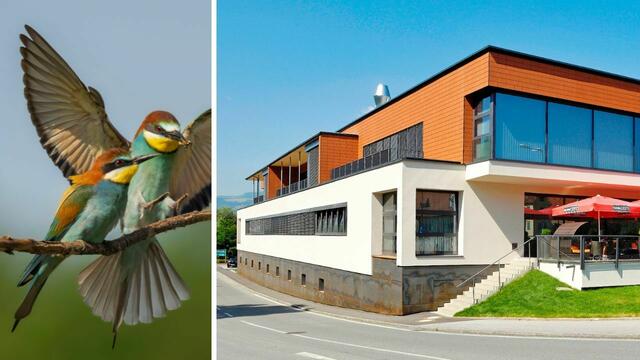 Diesmal dreht sich im Museum im Lavanthaus alles um Vögel, um Bienenfresser (im Bild), Zaunkönige, Totenvögel und „Schnapsdrosseln“. | Foto: Heiko - stock.adobe.com/Privat