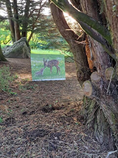 Die Fotoausstellung im Freigelände des Botanischen Gartens zeigt die schönsten Tieraufnahmen. | Foto: Martia Laister