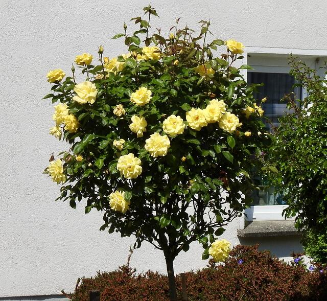 Geschmückt mit vielen Rosenbäumchen sind die Dörfer