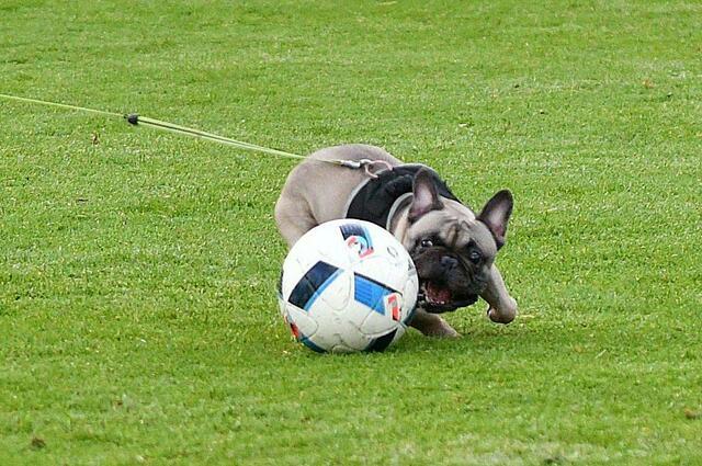 Anpfiff: Heute um 21 Uhr geht es los! Wir haben uns angesehen, wie es um die tierischen Vorlieben der EM-Teilnehmer steht. | Foto: Gasselsberger