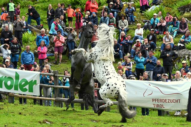 Besonders beeindruckend ist es, wenn die Hengste steigen, um sich gegenseitig zu übertreffen. 