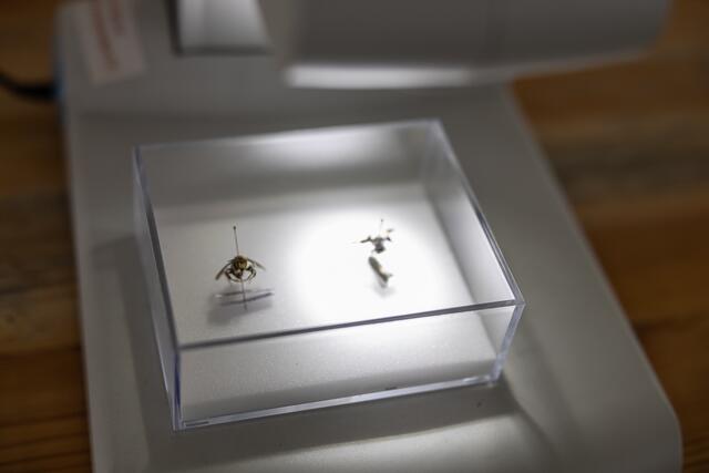 Foto: René Brunhölzl