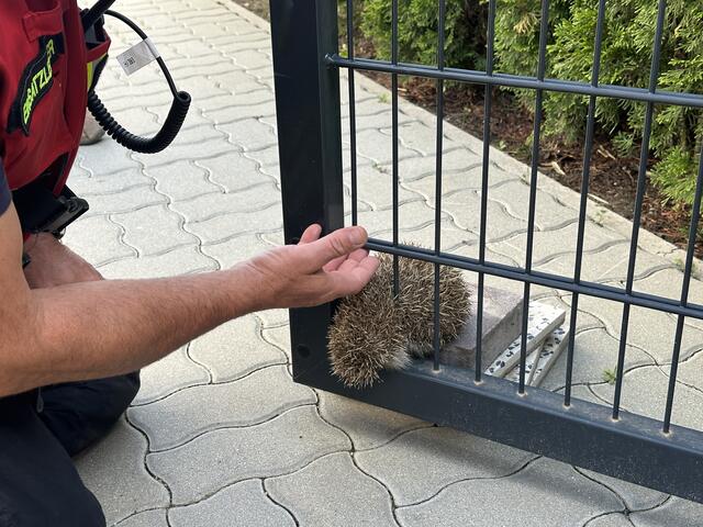 Der Igel wurde aus dem Zaun befreit | Foto: FF Schwechat