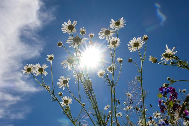 In der neuen Woche wird es wieder deutlich über 30 Grad heiß. | Foto: Alexandra Puchner