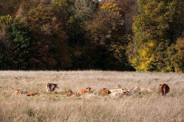 Laut aktuellen Infos sind noch sechs Tiere frei unterwegs. | Foto: PantherMedia/dkfotowelt