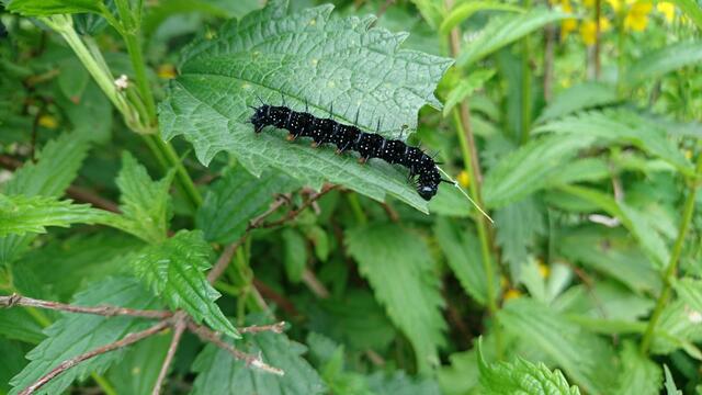 Die Raupen der Schmetterlinge benötigen "Unkraut" im Garten als Nahrungsquelle. | Foto: Pixabay