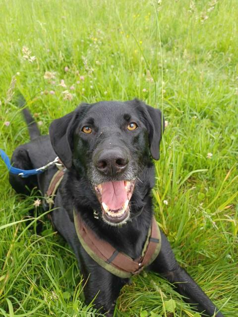 "Scheidungskind" Niko ist ein recht lieber, quirliger und sportlicher Geselle. Er sucht ein Zuhause. | Foto: Arche