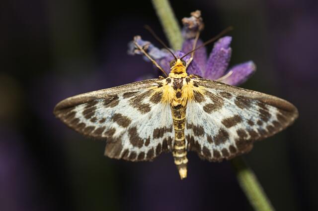 Besonders ausgefallen fressen einige Nachtfalter. | Foto: pixabay