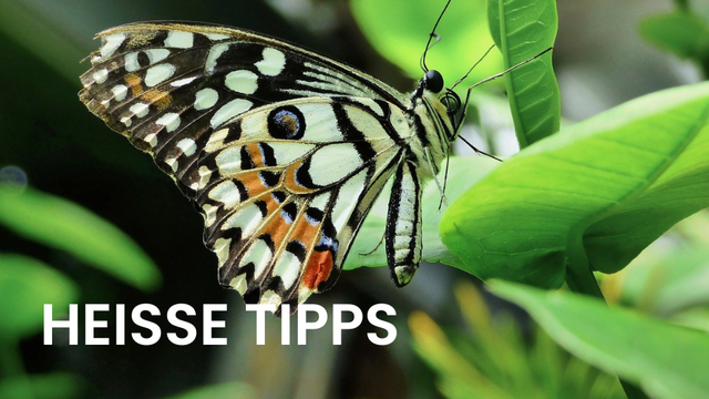 Ohne wichtige Raupfutterpflanzen können aus den Raupen keine Schmetterlinge entstehen. Die Pflanzenvielfalt und Grünräume sind essenziell. | Foto: pixabay