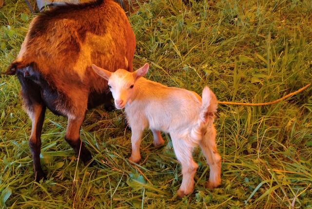 Ein entzückendes Ziegenbaby hat das Licht der Welt erblickt. | Foto: Circus Althoff