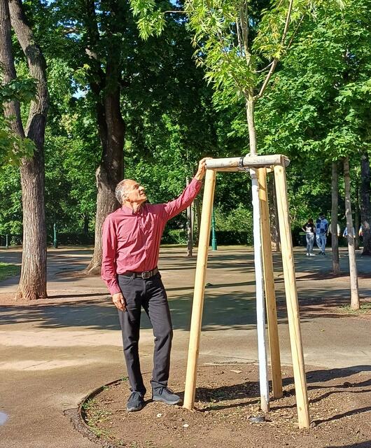 Den Jungbäumen der Stadt soll geholfen werden. Erst kürzlich luden die Grünen auf einen Baumspaziergang durch die City ein. | Foto: Grüne Innere Stadt