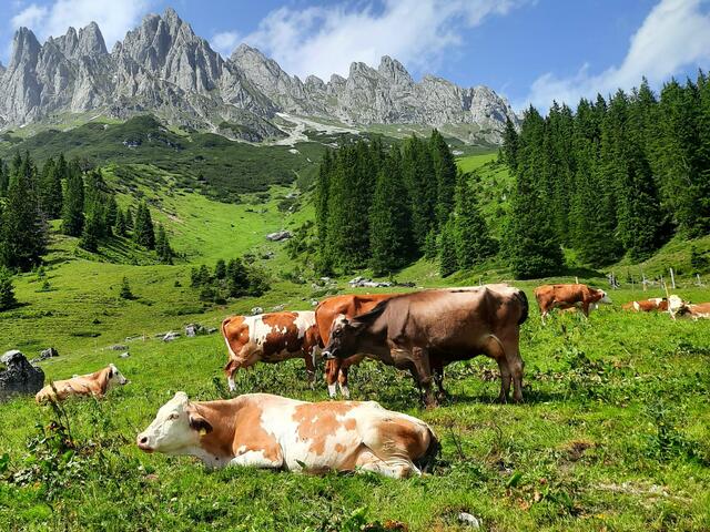 Der Almsommer hat im Bezirk Landeck sehr gut angefangen. | Foto: Archiv