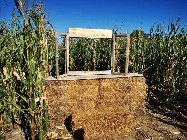 Maislabyrinth | Foto: Ulrike Plank