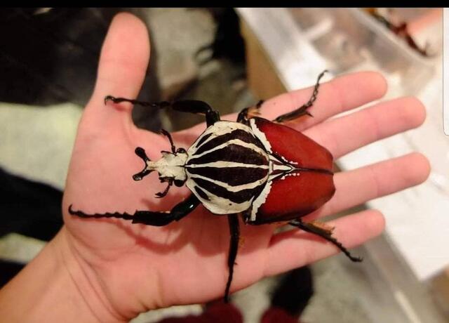 Interessierte haben die Möglichkeit am Samstag zwischen 13.00 Uhr und 18.00 Uhr die Tiere aus nächster Nähe zu bestaunen.  | Foto: Ricardo Köllner