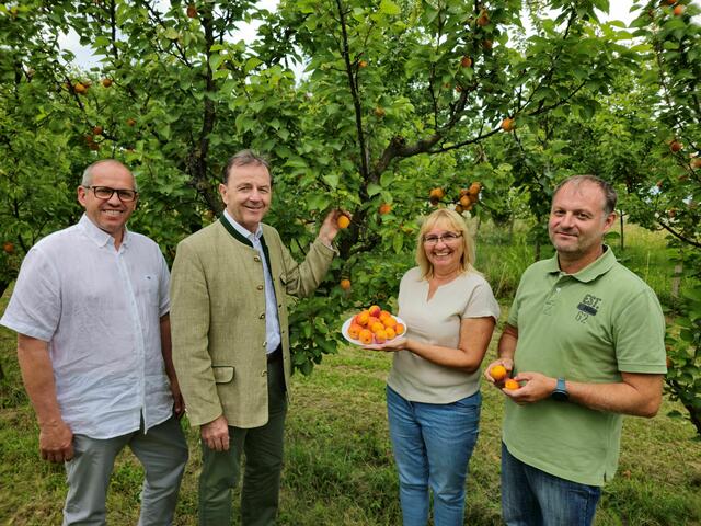 Bürgermeister von Kittsee Johannes Hornek, LK-Präsident Nikolaus Berlakovich und die Bio-Marillenbauern aus Kittsee Karin Darnai und Alexander Roszuczky bei einem Pressegespräch zum Start der Marillenernte in Kittsee | Foto: LK Burgenland