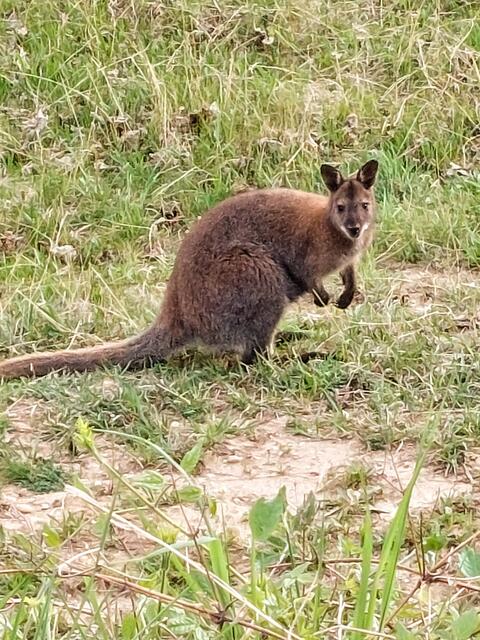 Wallaby Skippy fand leider ein frühes Ende.  | Foto: Ludwig Güntschl