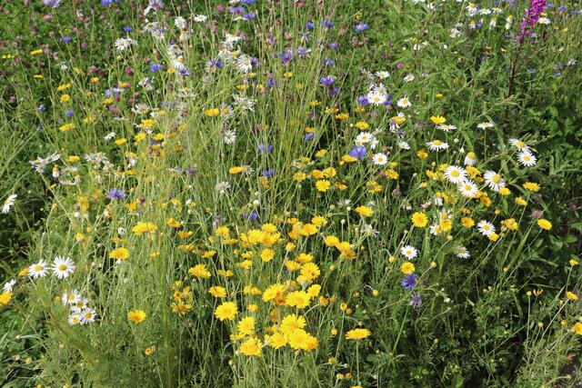 Färberkamille, Margariten, Kornblumen und Blutweiderich sind schön anzusehen und liefern Schmetterlingen, Bienen, Hummeln oder Igeln und Eidechsen einen Lebensraum.  | Foto: Edith Ertl
