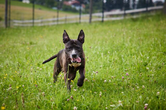 Josey, fünf Jahre alt.  | Foto: Conny Einsiedler Fotografie