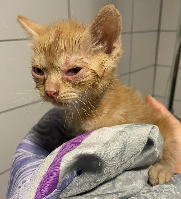 Viele Kitten haben Katzenschnupfen und Durchfall, wenn sie ins Tierheim kommen.  | Foto: Jelinek