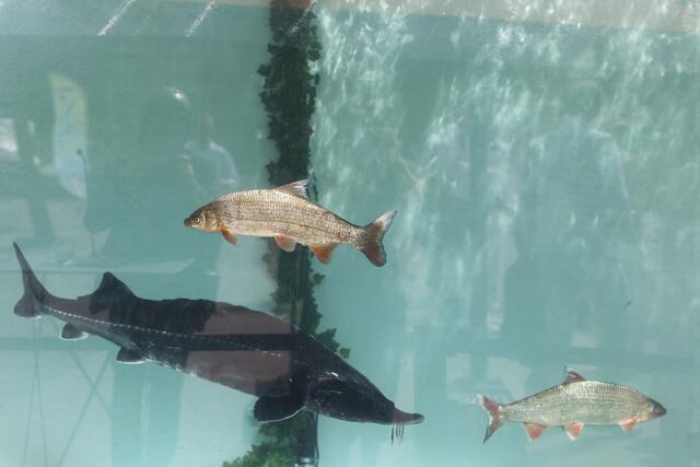 Europas größtes mobiles Aquarium mitten in Wien begeistert für Donau-Schutz - LIFE-BOAT4 Sturgeon | Foto: Mirjam Reither