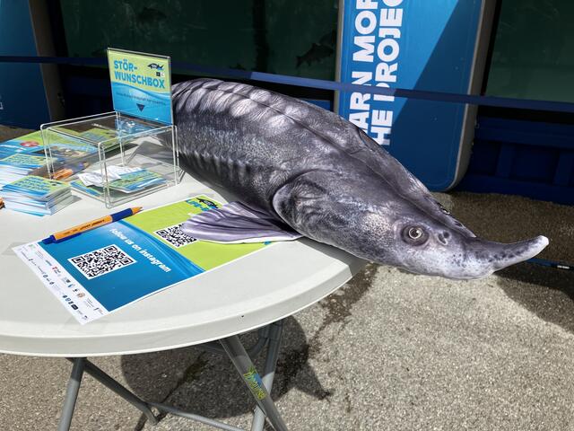 Bedrohte Tierart: Stöhre | Foto: MeinBezirk