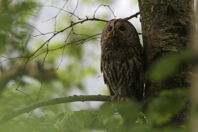 Waldkauz in der Dämmerung | Foto: © J. Limberger