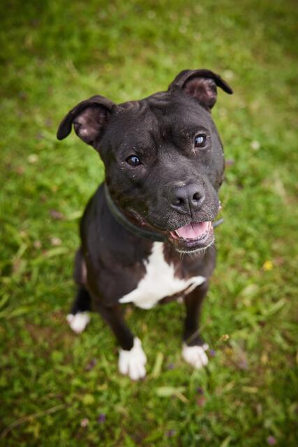 Clyde | Foto: Conny Einsiedler Fotografie
