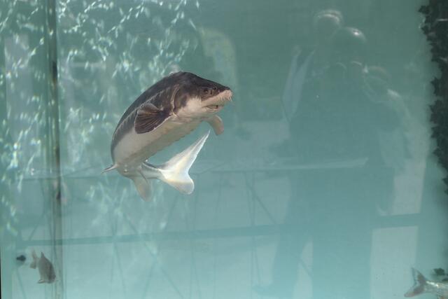 Stör im Aquarium | Foto: Mirjam Reither