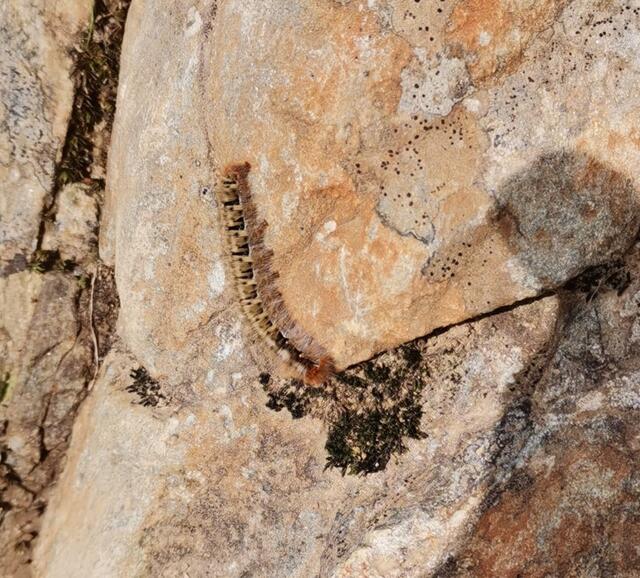 Raupe fast nicht erkennbar. 