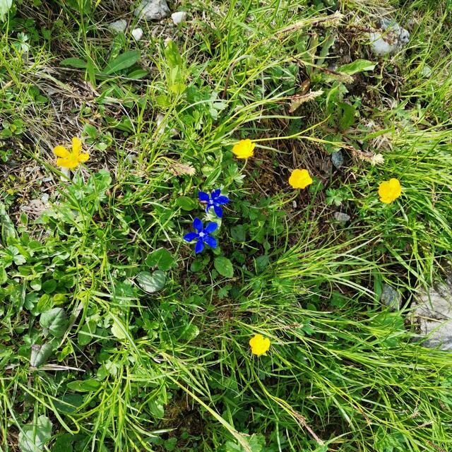 Enzian und Dotterblumen