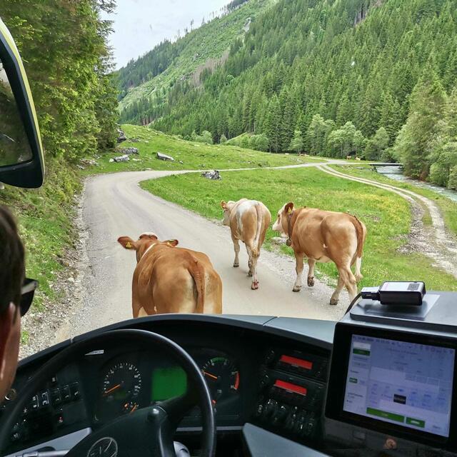 Geduld ist angebracht. Straßensperre! Ursprungsalm 