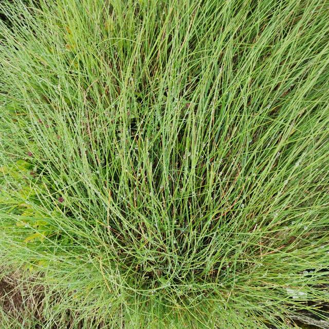 Wassertropfen auf 2000 m.
