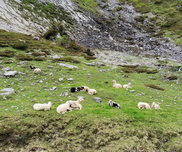 Unterschiedliche Farben bei den Schafen. 