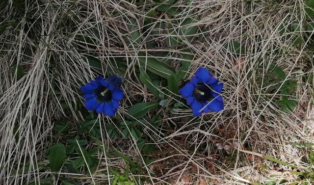 Naturschutz - Enzian