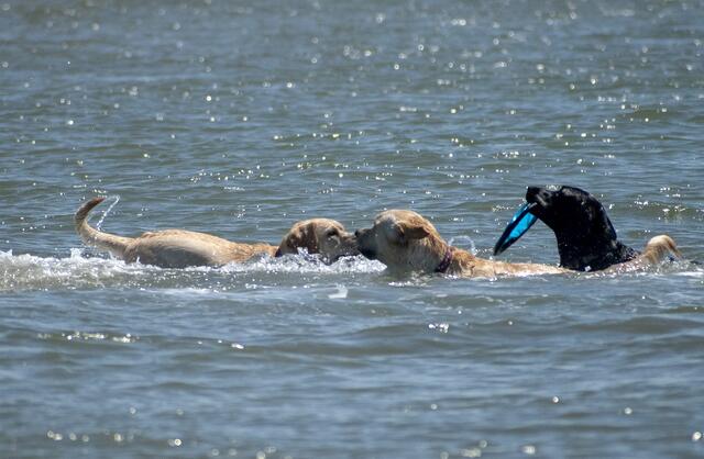 Viele Hunde lieben es, im Wasser zu spielen. | Foto: pixabay.com