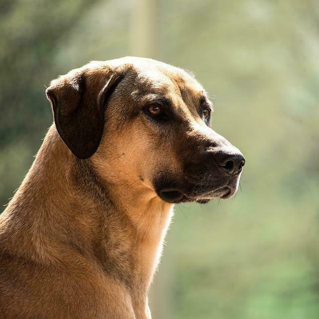 Ein Kangal (Symbolbild) löste eine Auseinandersetzung aus, die in einer Anzeige gipfelte. | Foto: Pixabay