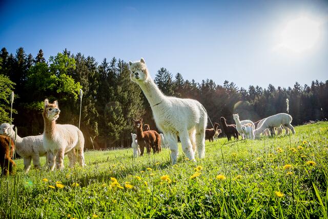 Am Mittwoch, 3. Juli, kann man herausfinden, wie flauschig Alpakas wirklich sind. | Foto: G. Badegruber